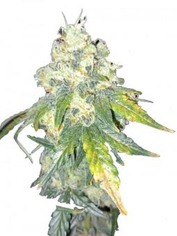 Auto Purple OG Punch - картинка 1