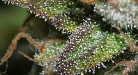 Super Bud - картинка 6