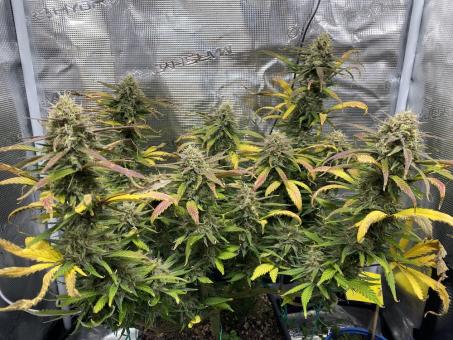 Lemonade Auto - картинка 2