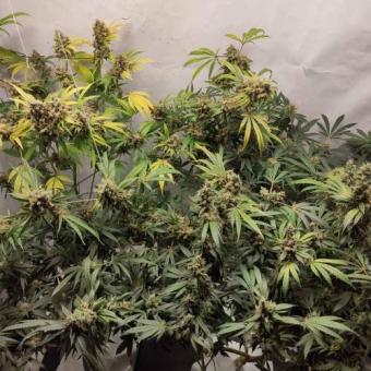 Gelato Seeds - картинка 5