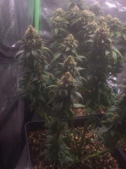 Anesthesia - картинка 3