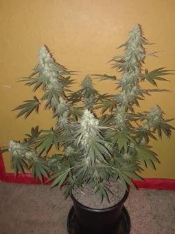 Great White Shark - картинка 3