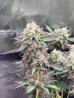 Tropicana Cookies FF - картинка 1