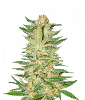 S.A.D. Sweet Afgani Delicious S1 - картинка 1