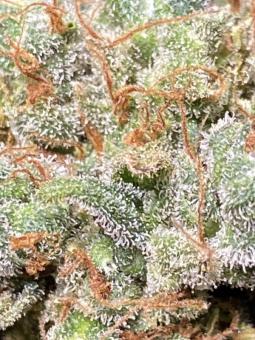 Auto Elephant - картинка 8