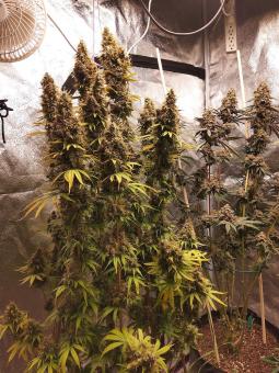 Arjan's Strawberry Haze - картинка 4