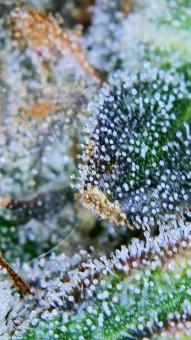 Bay Burger - картинка 6