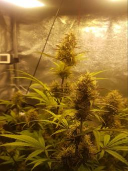 Northern Lights Auto - картинка 5