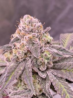 69.G - картинка 1