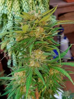 Sweet Gelato Auto - картинка 3