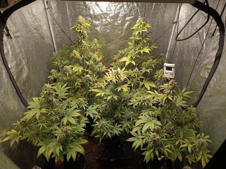 Super Lemon Haze Auto - картинка 2