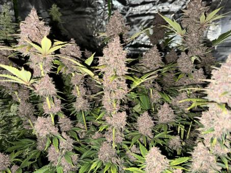 Banana Purple Punch Auto - картинка 4