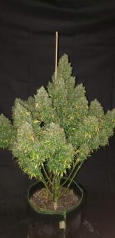 Critical Auto - картинка 6