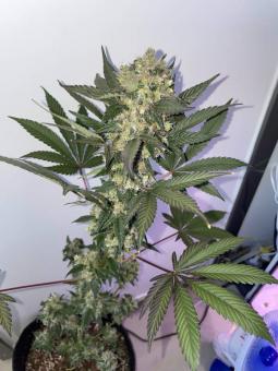 Super Lemon Haze Auto - картинка 3