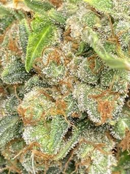 Auto Elephant - картинка 2