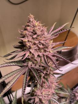 Seriotica - картинка 2