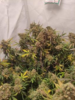 Pineapple Express Auto - картинка 4