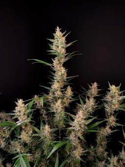 Auto-Bomb - картинка 5