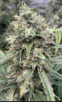 West Coast OG x Gelato Auto 41 - картинка 4