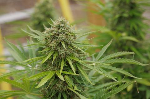 Himalaya Gold - картинка 4