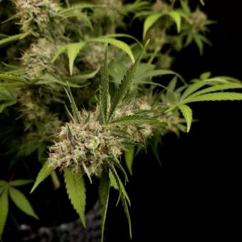 Sweetopia - картинка 2