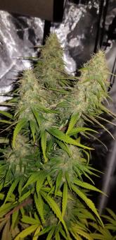 Delicious Candy Auto  - картинка 4