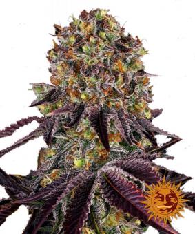 Runtz x Layer Cake - картинка 11