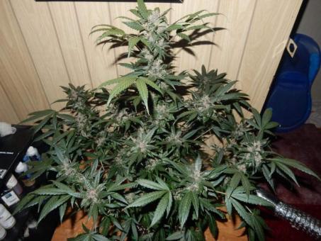 C4 Auto - картинка 7