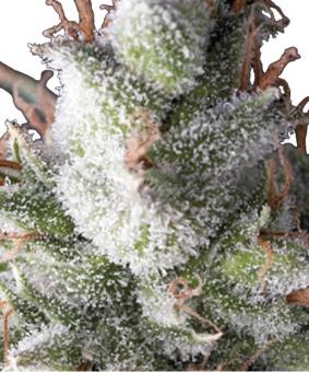 Ramses - картинка 1