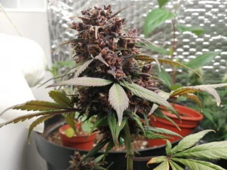 Super Hash - картинка 2