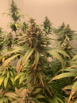 Train Wreck - картинка 2