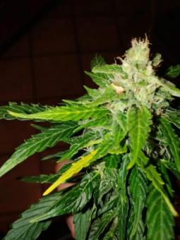 Pandora Auto - картинка 6