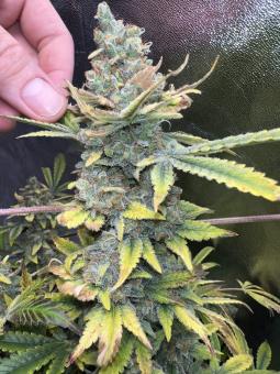 Super Silver Haze - картинка 5