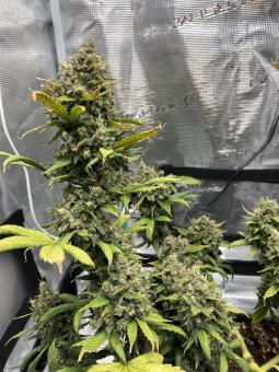 Bruce Banner Auto - картинка 5