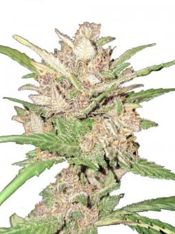 Buddha Auto Zkitt - картинка 1