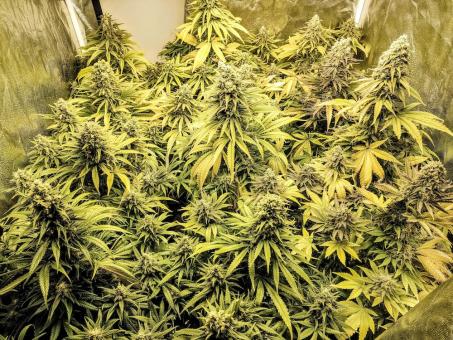 A.M.S. - картинка 4