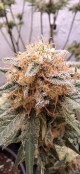 Mendocino Skunk - картинка 1