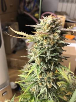 Wedding Glue Auto - картинка 4