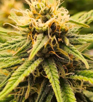 Kalashnikova - картинка 3