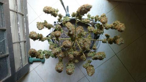 Space Cookies - картинка 7