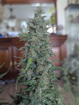 Lemon AK Auto - картинка 6