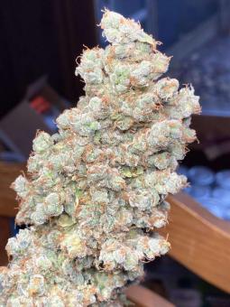 Auto Elephant - картинка 7