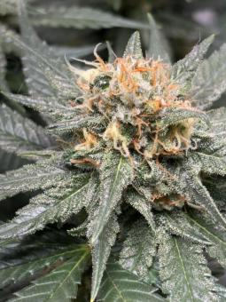 Exodus Cheese - картинка 5