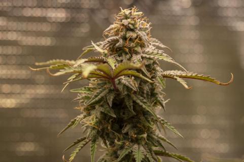 Patagonia Auto - картинка 5