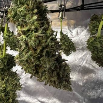 Gelato Seeds - картинка 8