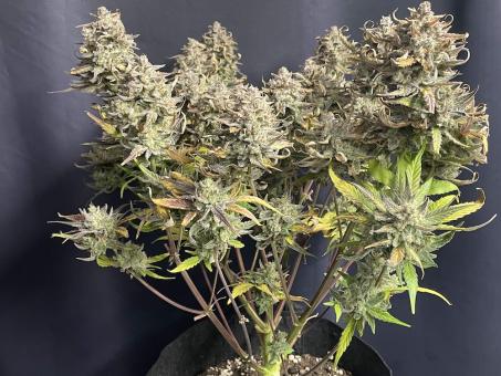 Sweet Madness Auto - картинка 2