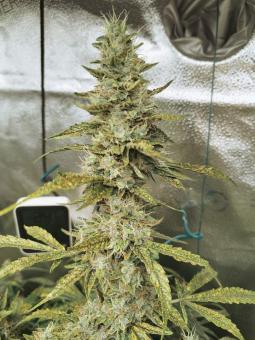 Blue Auto Mazar - картинка 4