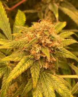 Auto Trichome & Cream - картинка 5