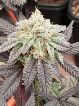 AlienZ - картинка 6