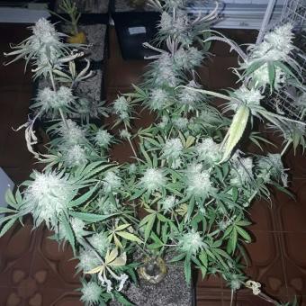 Cookies Kush - картинка 5